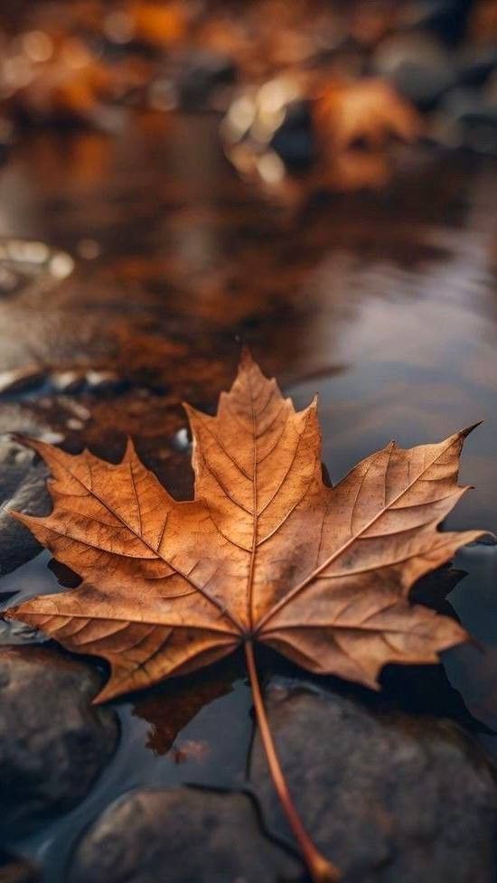 Sonbahar Kırklareli` de İyiden iyiye geldi artık